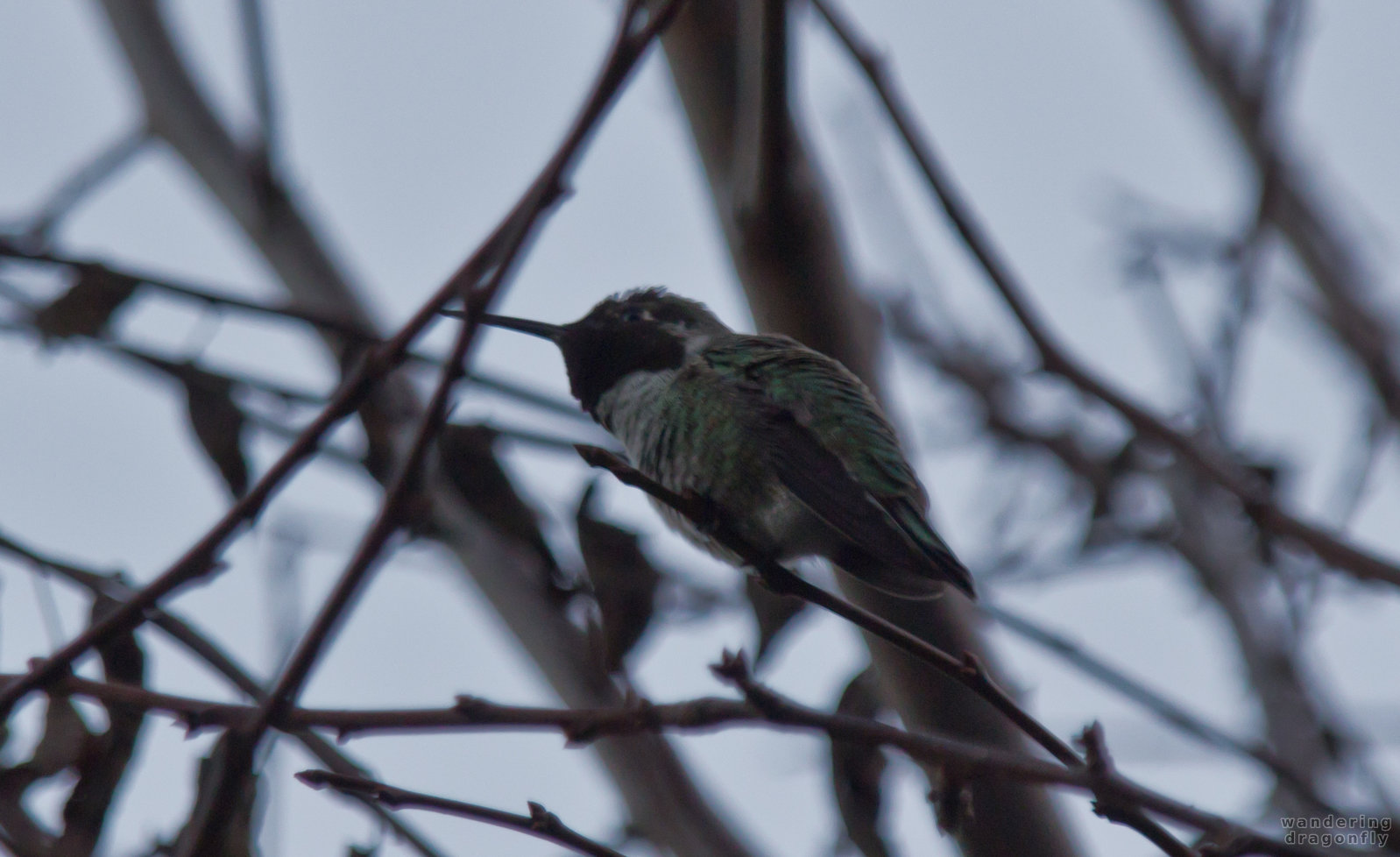 Cautious hummingbird between the branches -- hummingbird