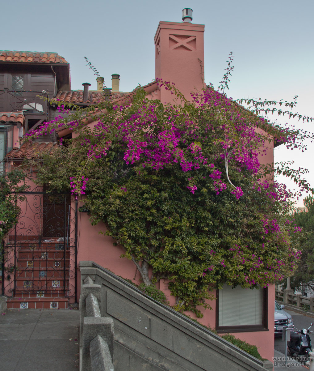 Lovely wall -- flower, house, street