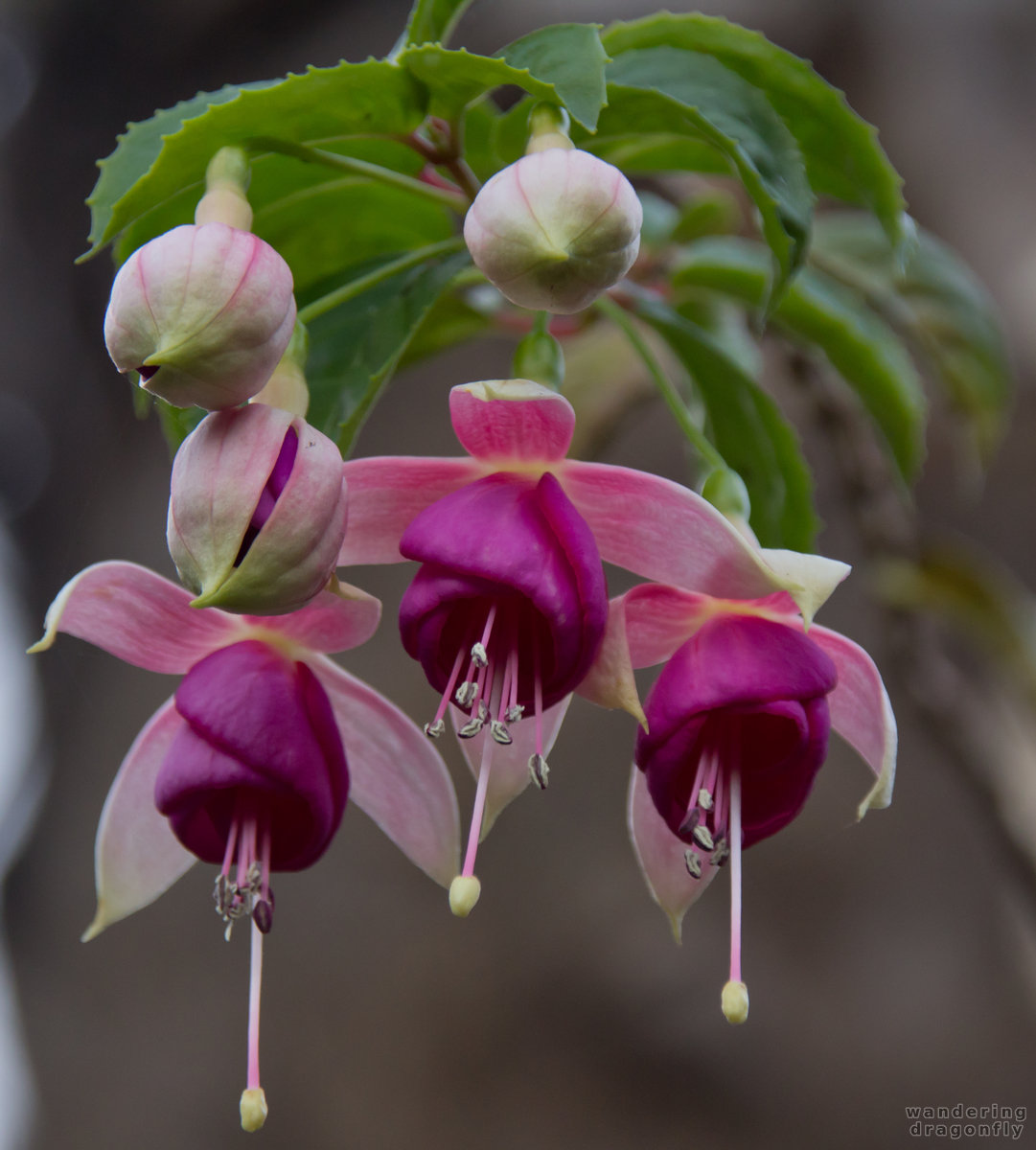 Fuchsia still in bloom -- flower, fuchsia