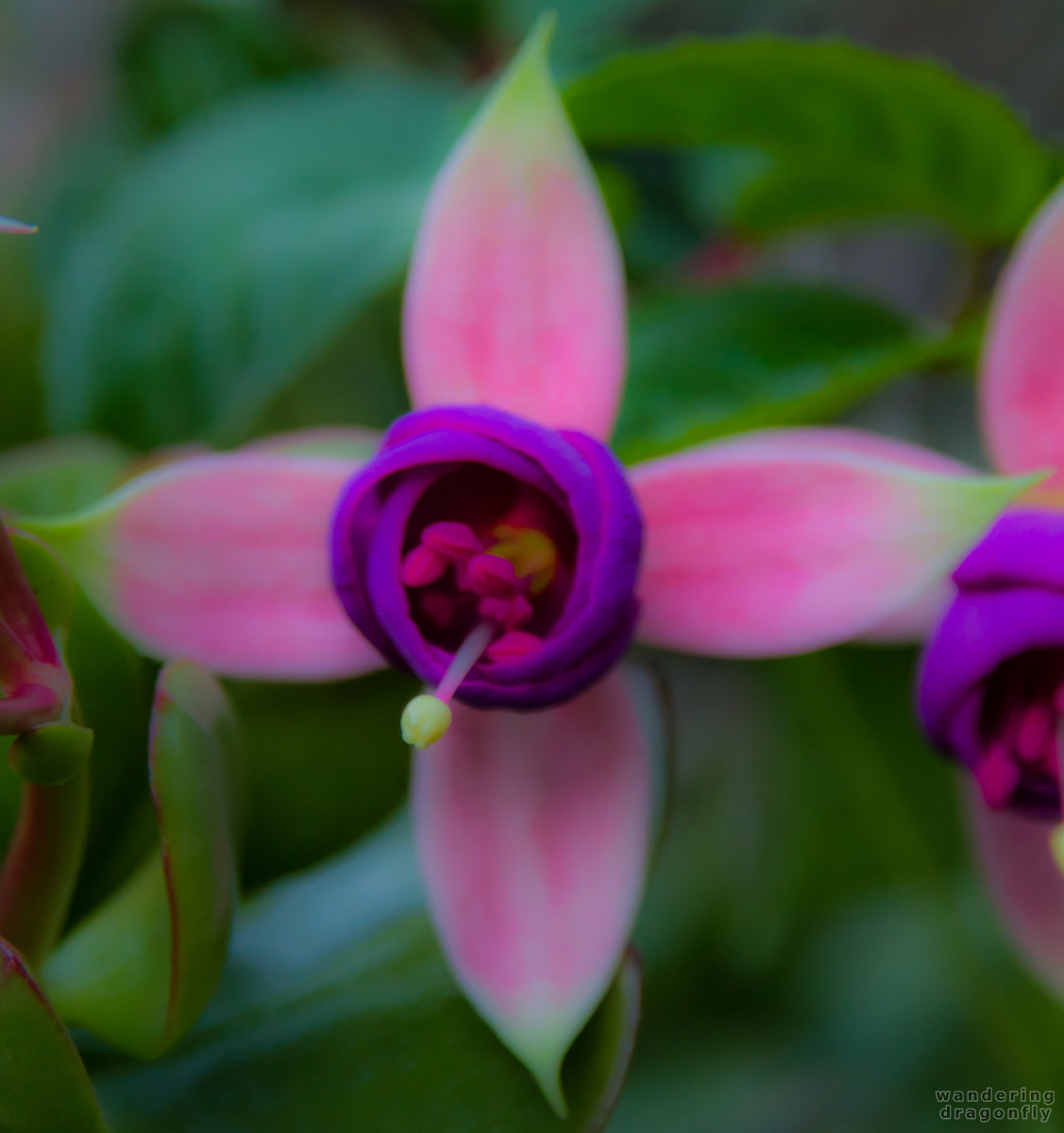 Pastel fuchsia -- flower, fuchsia