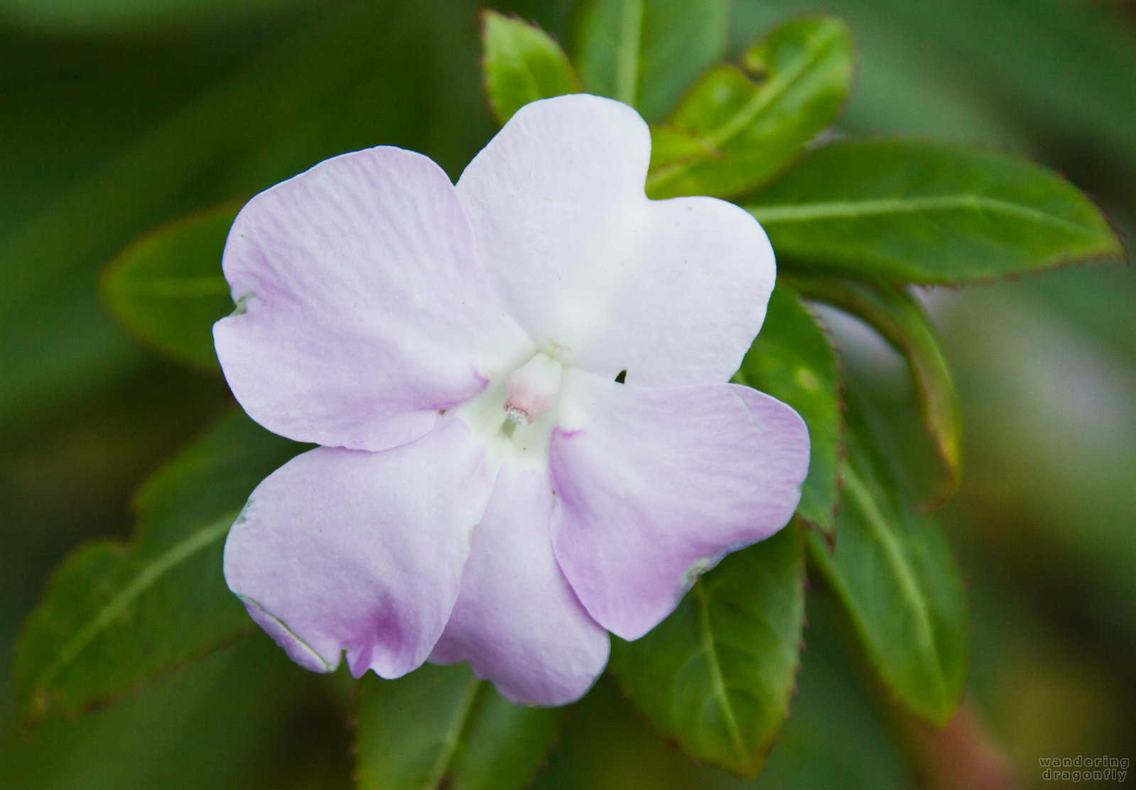 Delicate purple flower at Filbert Steps -- purple flower