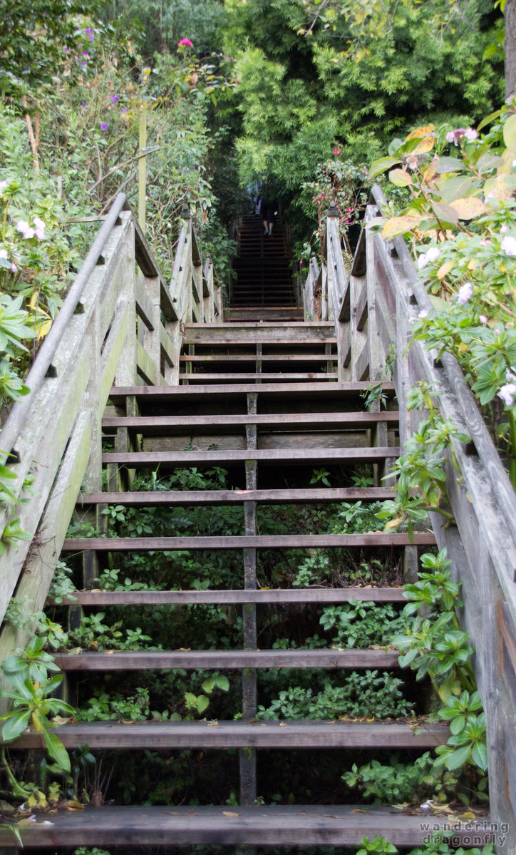 The steep Filbert Steps -- stairs