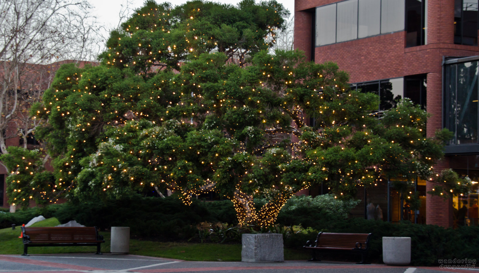 Cypress with lights at Levi's Plaza -- christmas decoration, tree