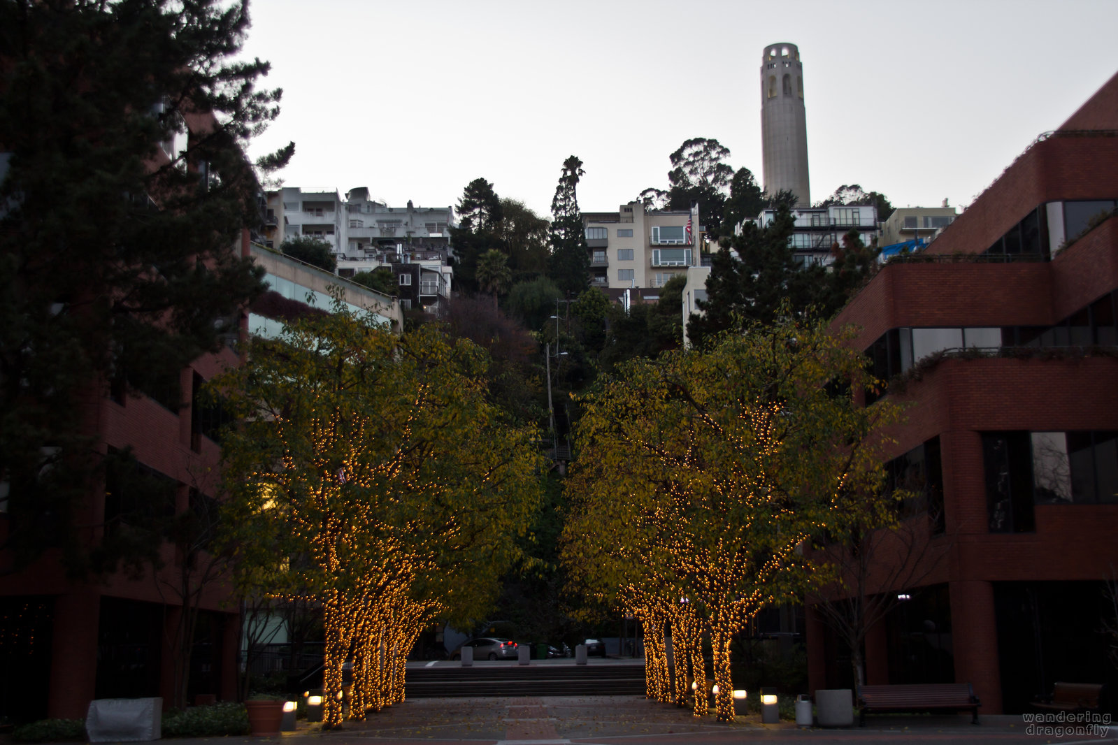 A glimpse at the trees of the Levi's Plaza with the Coit Tower in the background -- building, christmas decoration, tower, tree