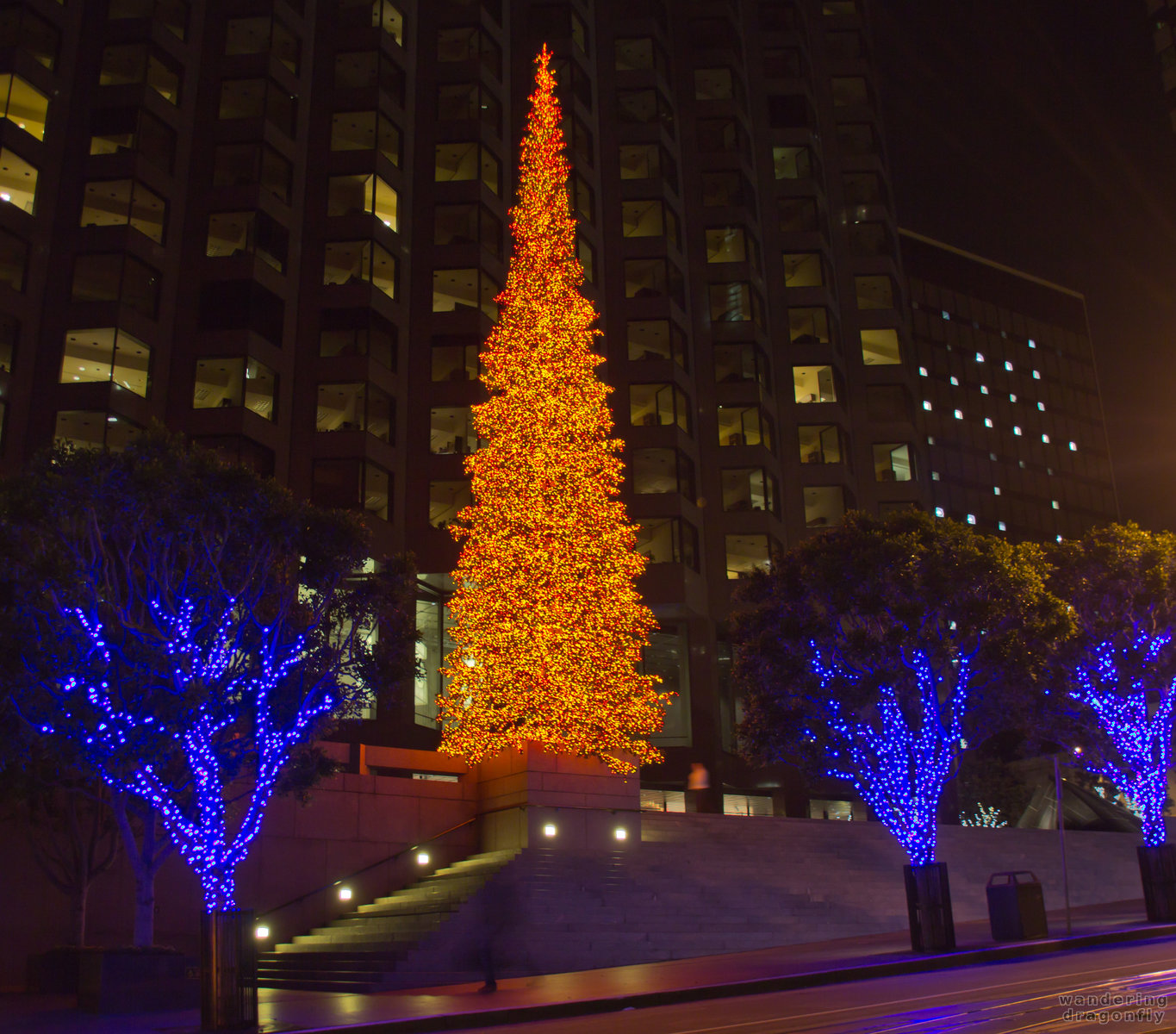 Christmas lights in front of California Street 555 -- christmas tree, night, street