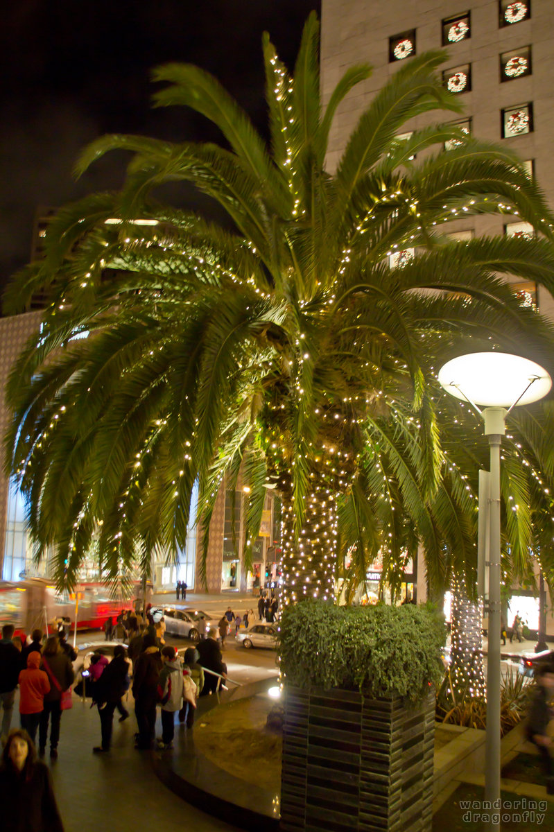 When you don't have fir… :) -- christmas decoration, night, palm tree, street