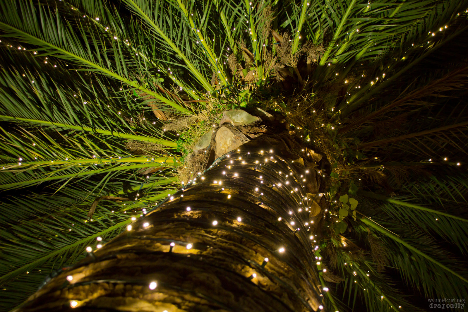 Christmas (palm) tree closeup -- christmas decoration, palm tree